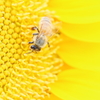 Sunflower and bee3