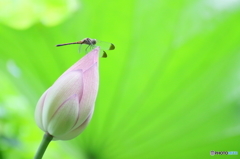 蓮池のトンボ