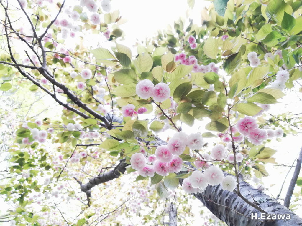 八重の空
