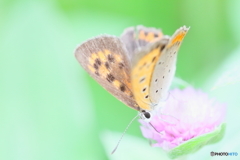 上手にお食事Ⅱ