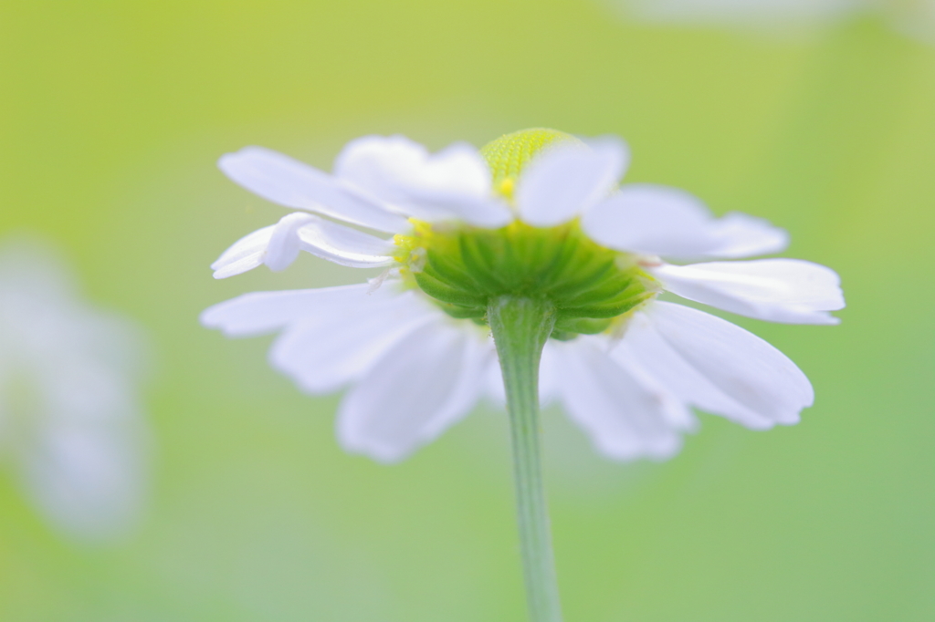 Spring light