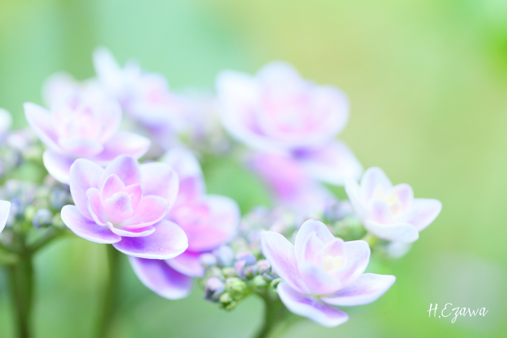 Cute hydrangea2