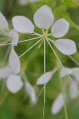 Cleome line