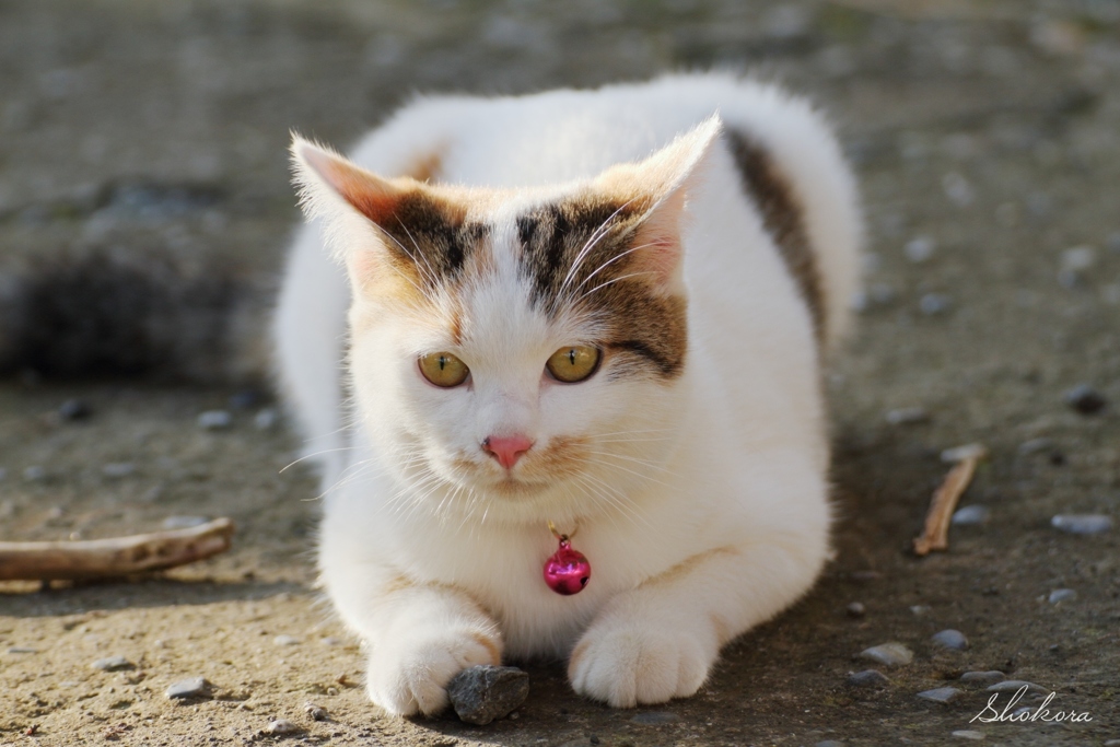 園芸店のねこⅢ