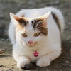 園芸店のねこⅢ