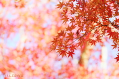 十枝の森の紅葉