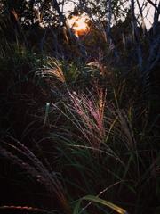 秋の夕日