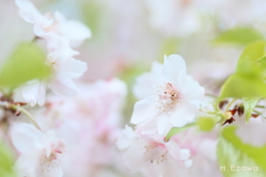 白い八重桜