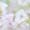 白い八重桜