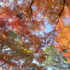 モミジの空