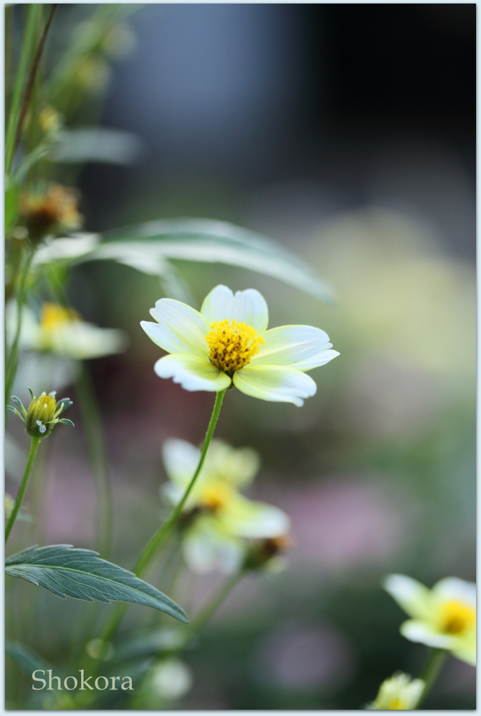 Winter cosmos
