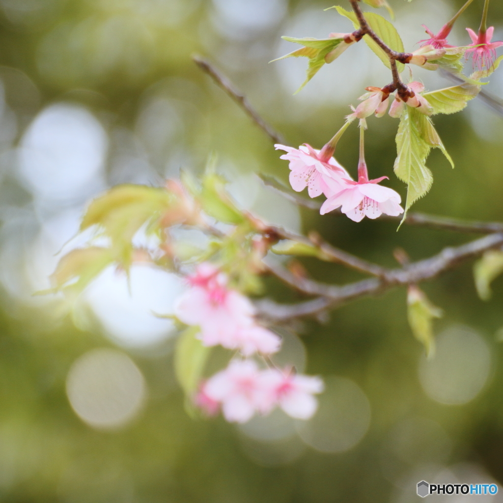 葉桜