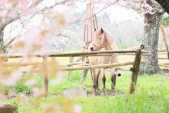 桜咲く牧場で