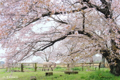 牧場の山桜