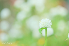 白い千日紅