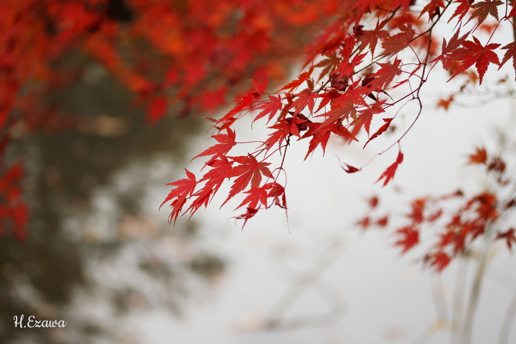 自然公園の紅葉Ⅱ