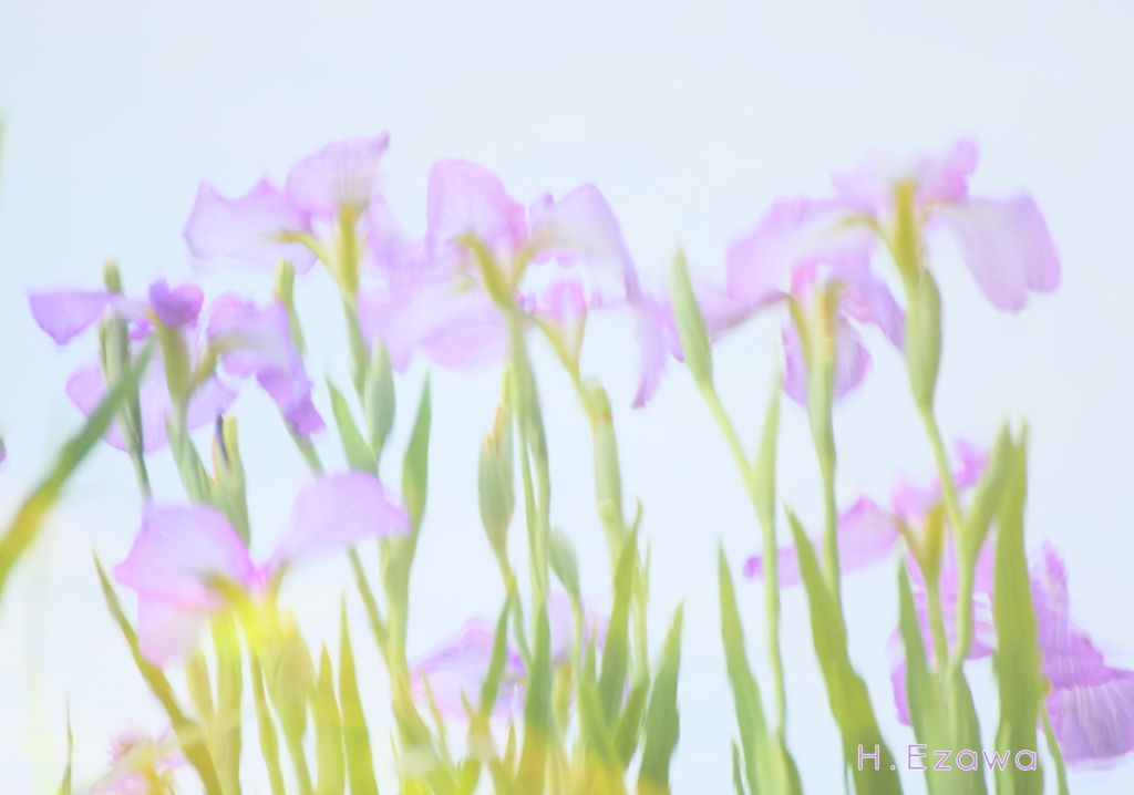 水映り