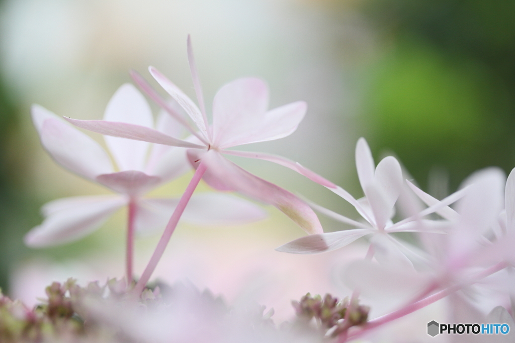 I wait for rain Ⅱ