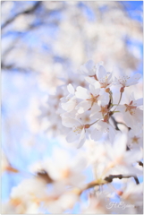 栄福寺の枝垂れ桜8
