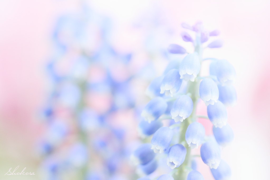 fairy