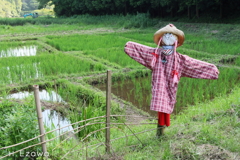 キュートな案山子さん