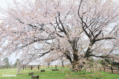 牧場の山桜