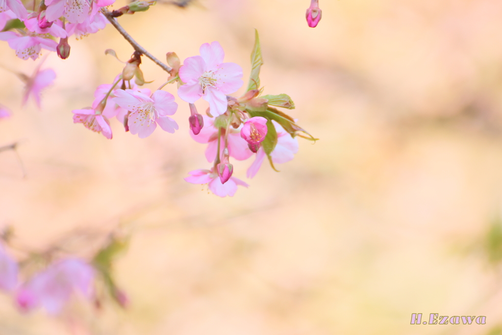 河津桜3