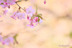 河津桜3