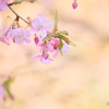 河津桜3