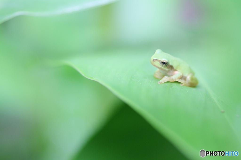 かわいい三つ指