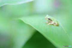かわいい三つ指