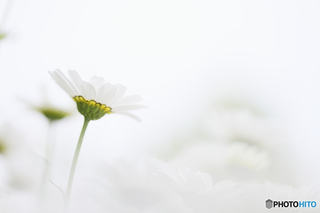 White world