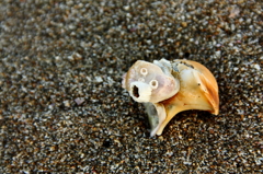 砂浜のくまさん