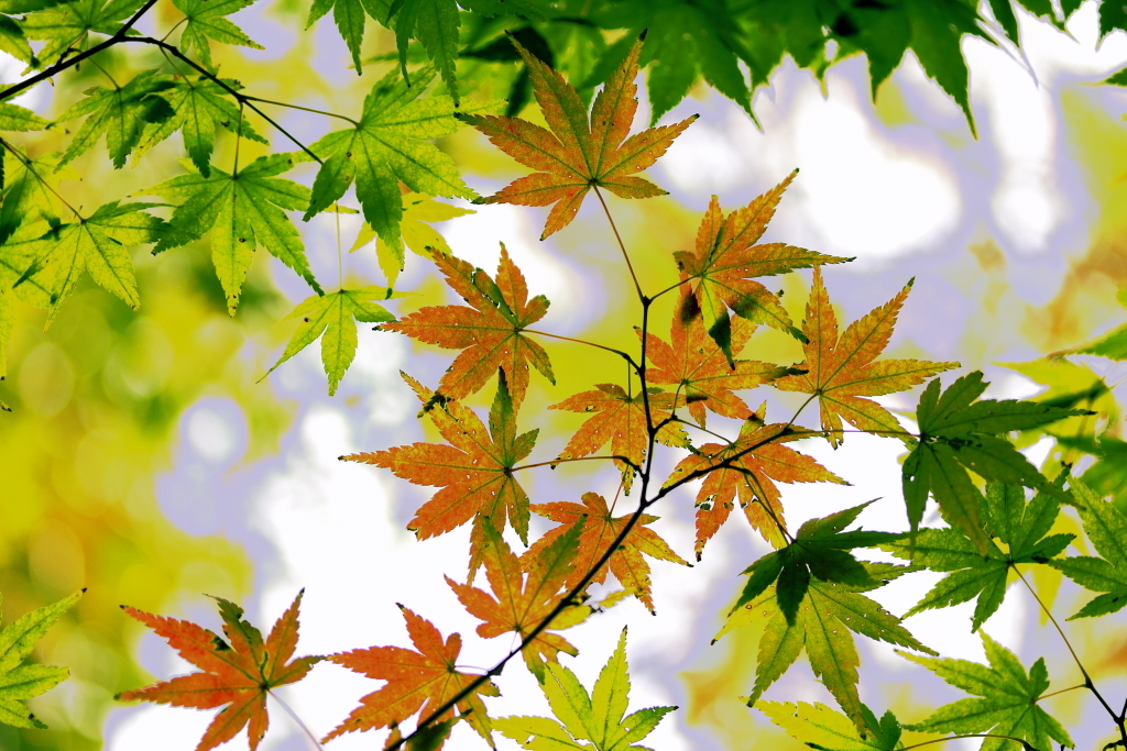 紅初め