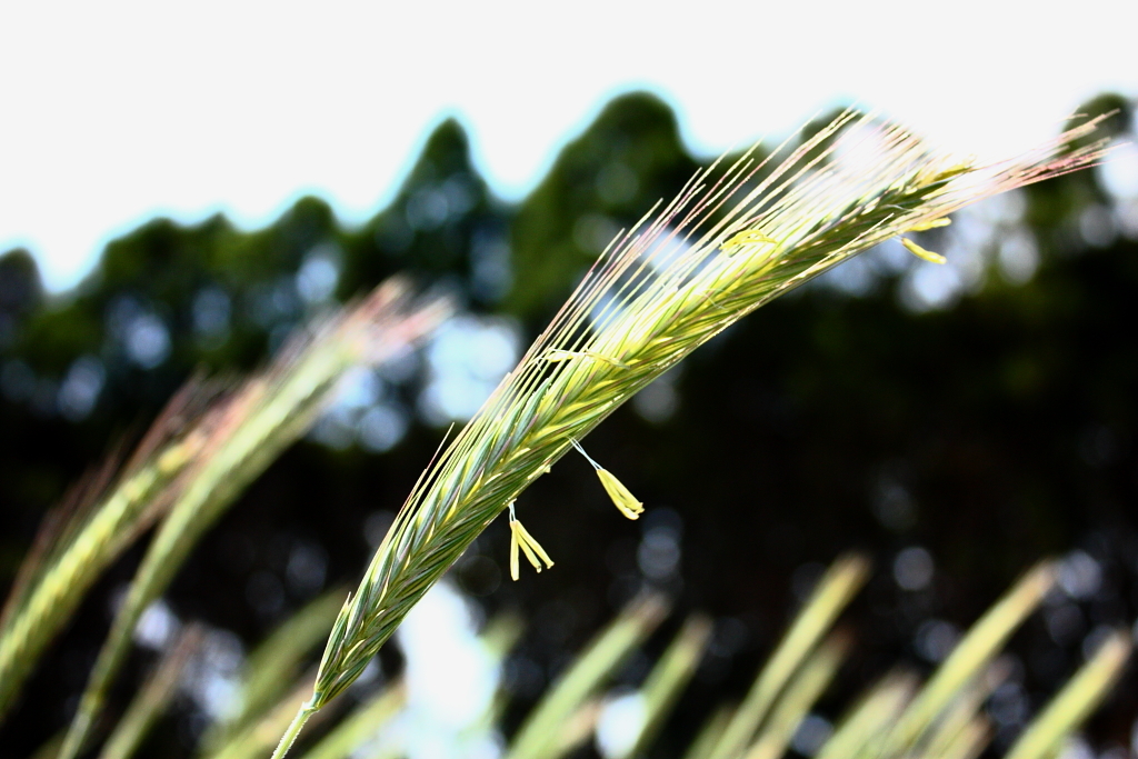 揺れる穂