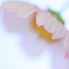 やさしさに包まれて