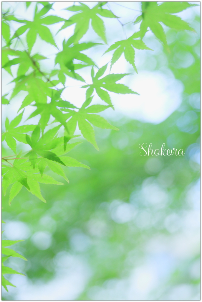 5月の緑Ⅱ