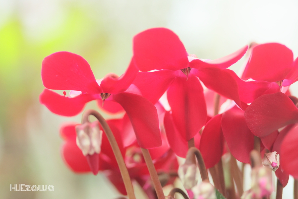 シクラメン