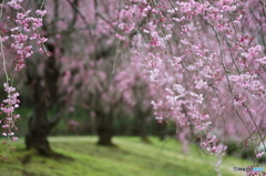 美しき枝垂れ桜Ⅱ