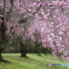 美しき枝垂れ桜Ⅱ