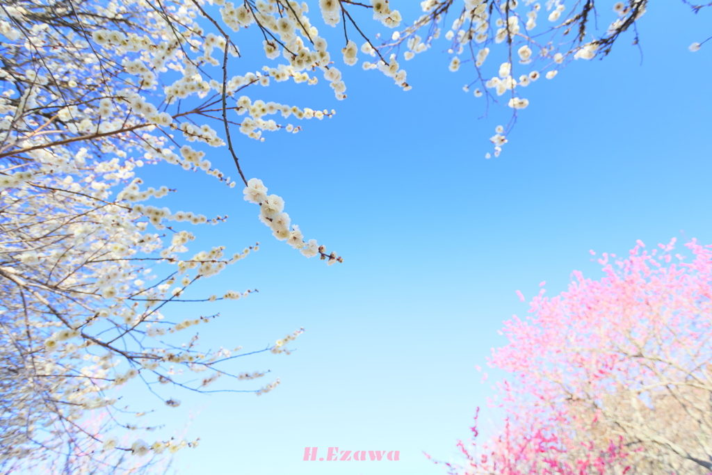 梅園の空