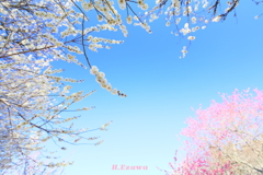 梅園の空