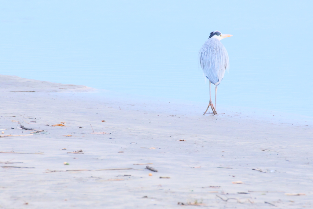 ビーチのアオサギ2