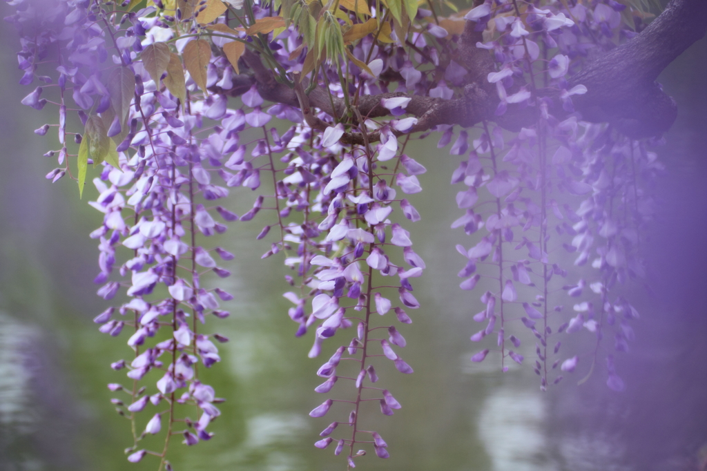 Murasaki