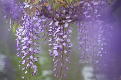 Murasaki