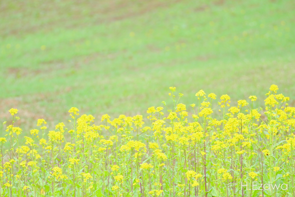 Yellow and green