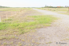 Field along the coast