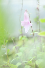 ケラトテカ・トリロバ