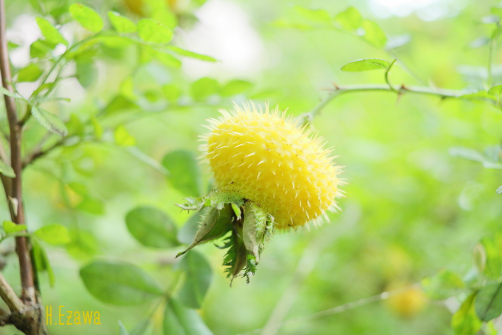 yellow rosehip