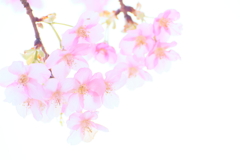 河津桜3